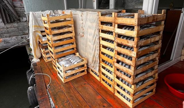 Sinop'ta kıyı balıkçılarının ağlarına 4 bin palamut takıldı