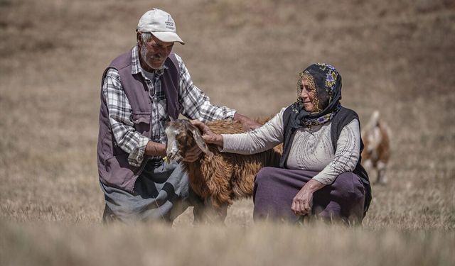 Yarım asırlık evli çift, Erzurum'un dağlarında emeği ve hayatı paylaşıyor