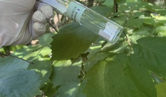 Kahverengi kokarca ile mücadele aralıksız sürüyor