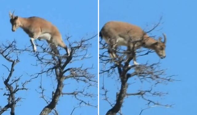 Doğanın Tırmanış Ustası Ağacın Tepesinde Görüntülendi