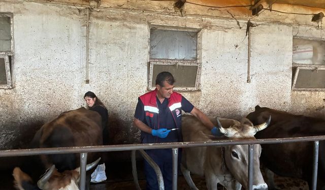 Artvin’de Sonbahar Dönemi Şap Aşılama Kampanyası Başladı