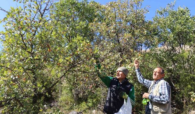 Erzurum'da 'kalp dostu' alıç hasadı başladı: Vatandaşlar dağlara akın etti