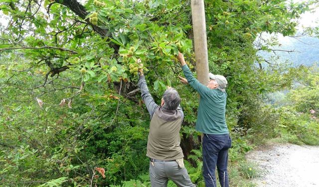 Kastamonu'da kestane vatandaşların yüzünü güldürüyor