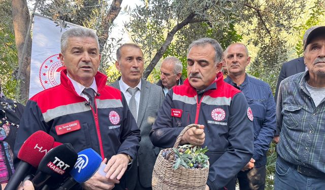 Butko Zeytin Hasadı Başladı