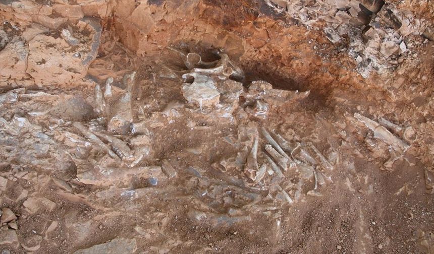 Denizli'de 9 milyon yıl öncesine ait olduğu değerlendirilen hayvan fosilleri bulundu