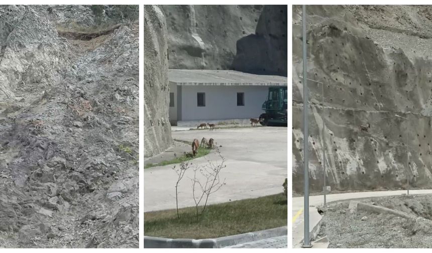 Dağ keçileri yer çekimine meydan okuyor