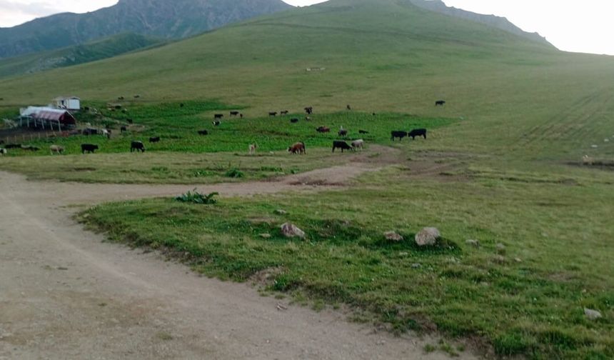 Vatandaşların Yayla Mesaisi Sürüyor