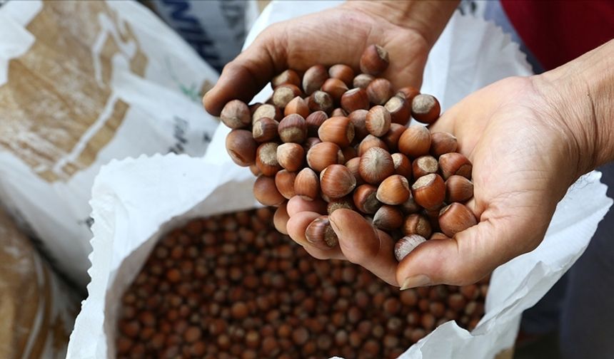 Türk fındığı 2025'te 122 ülkede alıcı buldu