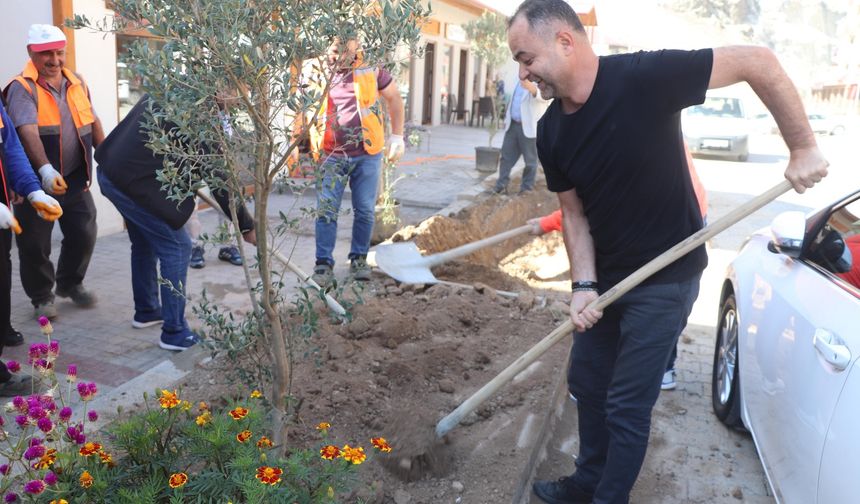 Zeytin Fidanları Toprakla Buluştu