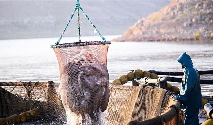 Doğu Karadeniz'in 7 aylık somon ihracatı 95,2 milyon doları aştı