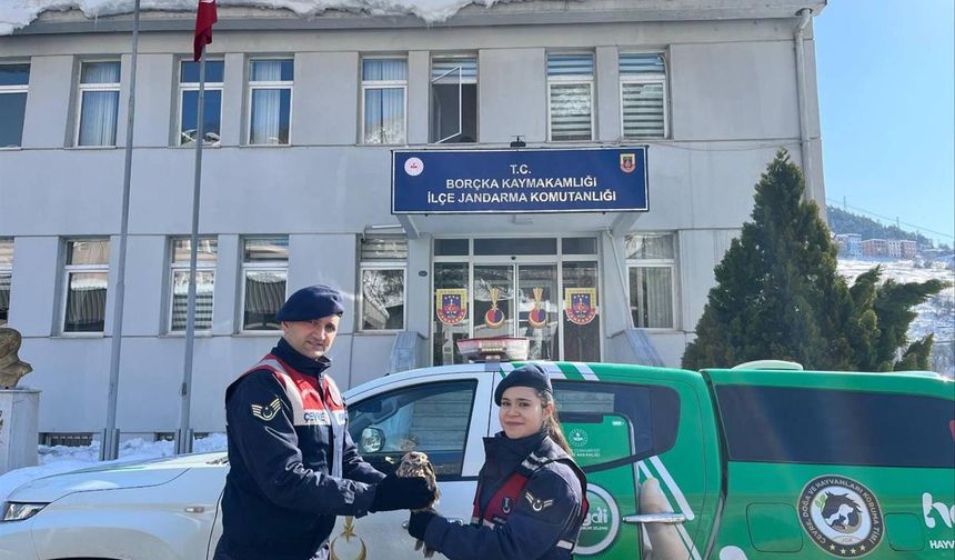 Yaralı Boynuzlu Baykuş Tedavi Edilerek Doğaya Salındı