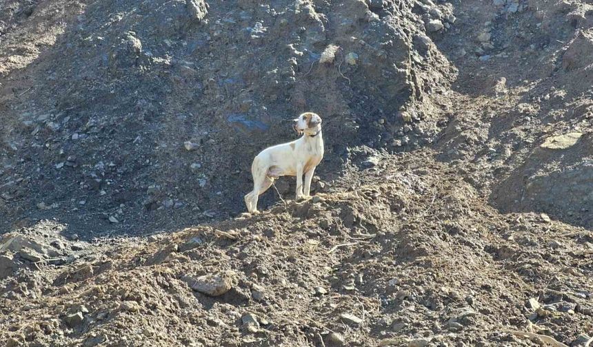 Uçurumda Mahsur Kalan Görme Engelli Köpek Kurtarıldı