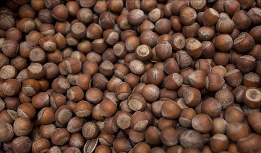 Türkiye fındık ihracatından 5 ayda yaklaşık 973 milyon dolar gelir sağladı