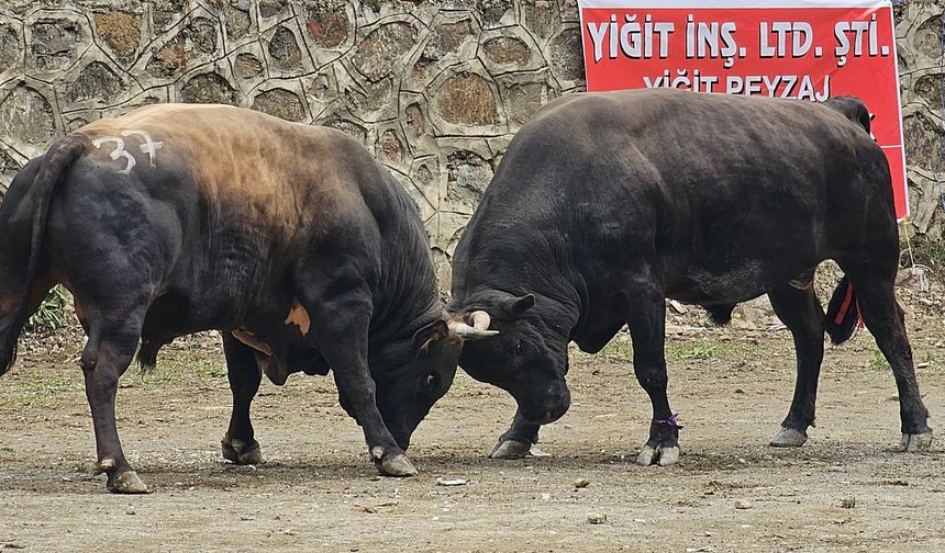 Boğaların Gücü Sarıgöl’de Yarıştı