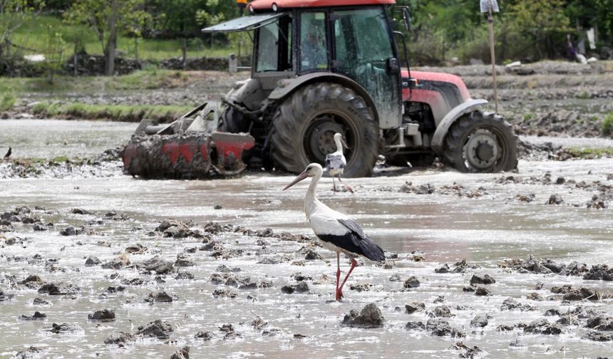 Kastamonu'da çeltik ekim dönemi leylekler için av fırsatına dönüşüyor