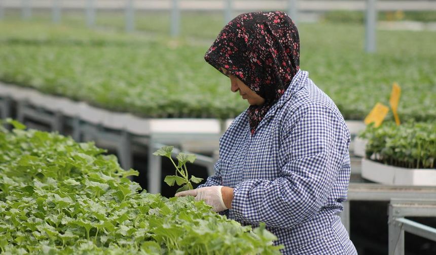 Samsun'da ürettikleri tohum ve fideleri 5 ülkeye ihraç ediyorlar