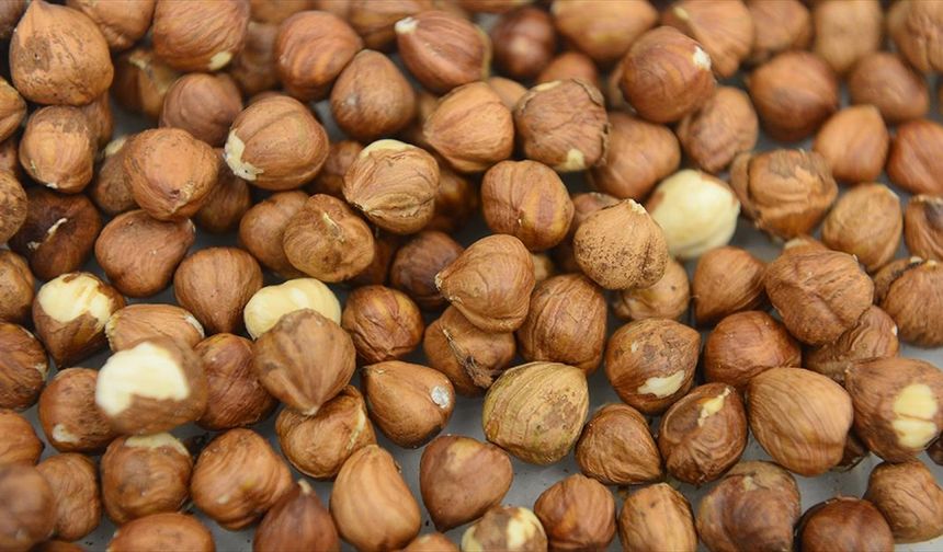 Ticaret borsalarında 8 ayda 550 bin tonu aşkın fındık işlem gördü