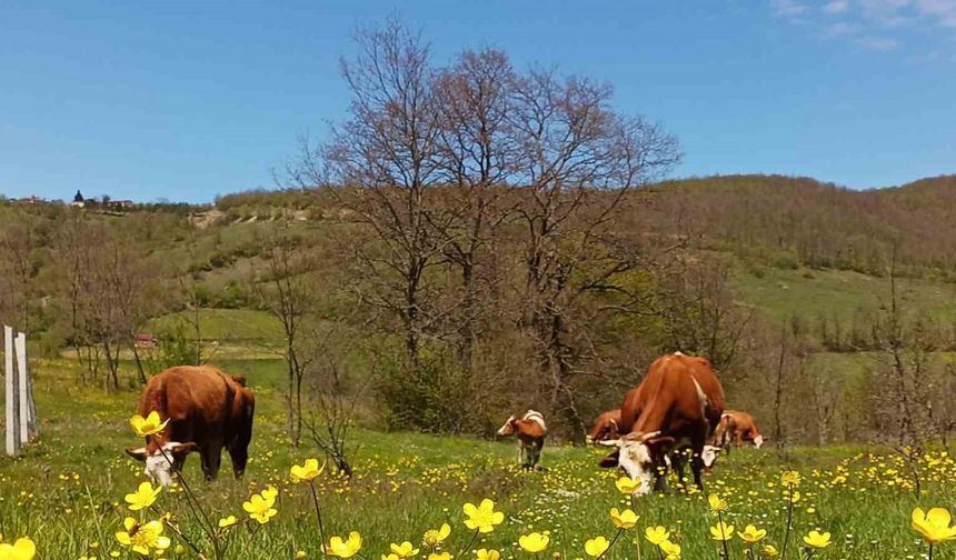 Yurt İçi Hayvan Nakillerine Yeni Düzenleme