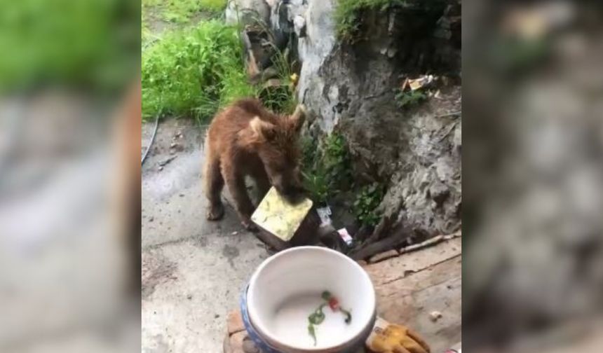 Artvin’de Ayı Paniği