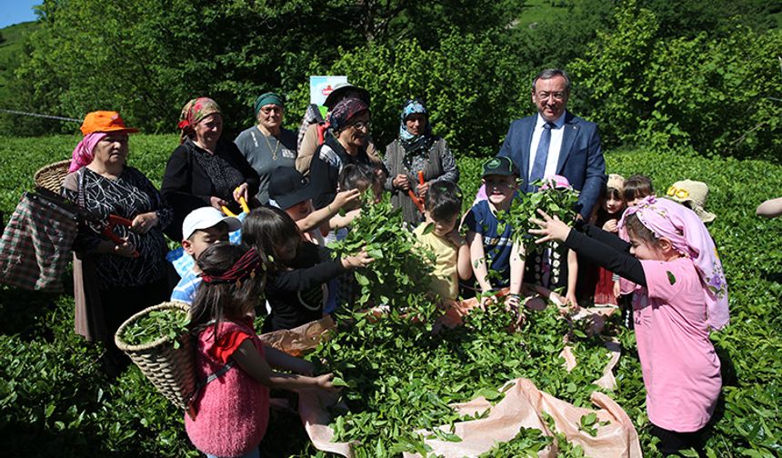 Geleneksel Çay Hasadı Etkinliği Düzenlendi