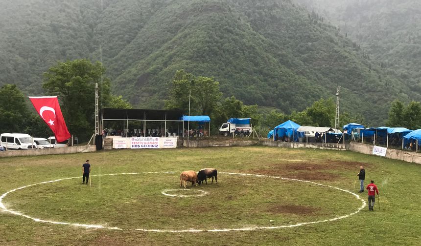 Geleneksel Boğa Güreşleri Festivali 34. Kez Düzenleniyor