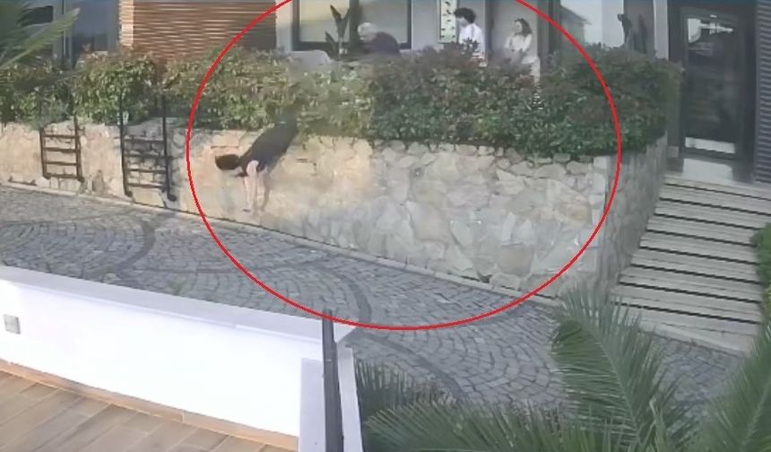 Ordu’da Komşu Tartışması: Doktorun İteklediği Kadın Düşerek Ağır Yaralandı
