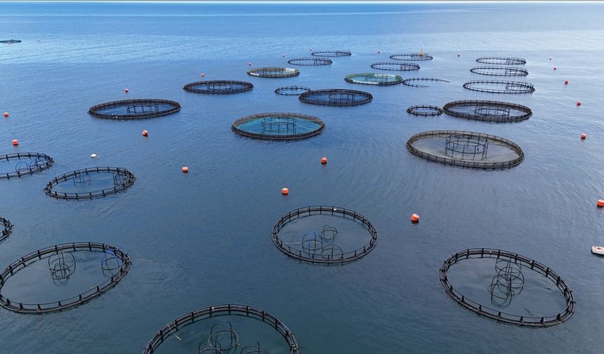 Doğu Karadeniz'in 5 Aylık Somon İhracatı 56,2 Milyon Dolara Ulaştı