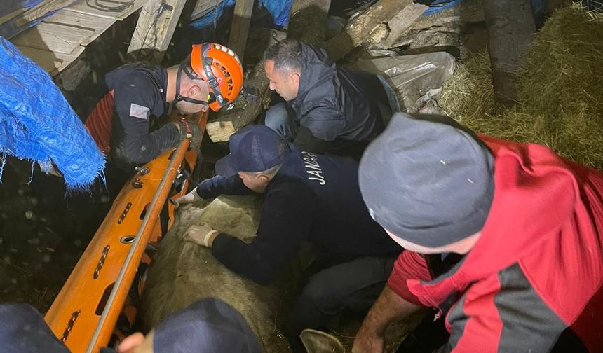 Borçka’da Ahır Çöktü: Büyükbaş Hayvanlar Kurtarıldı