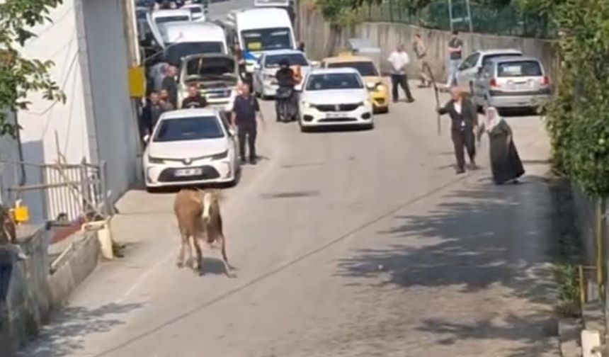 Kurbanlık İnek Panik Yarattı