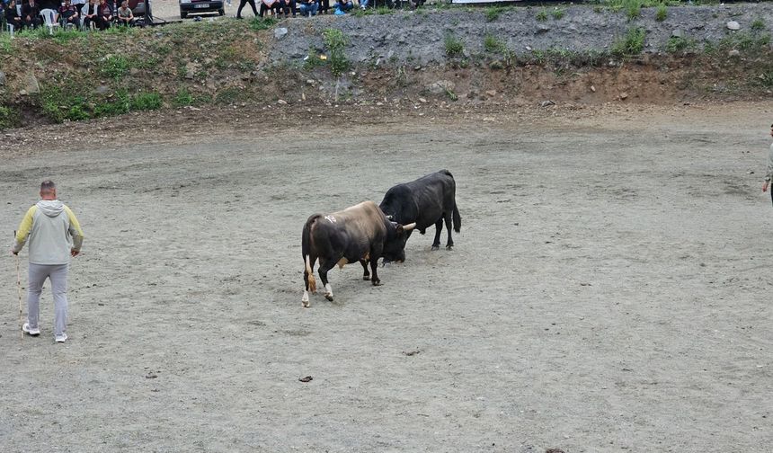Çğala’da Şampiyon Boğalar Belli Oldu
