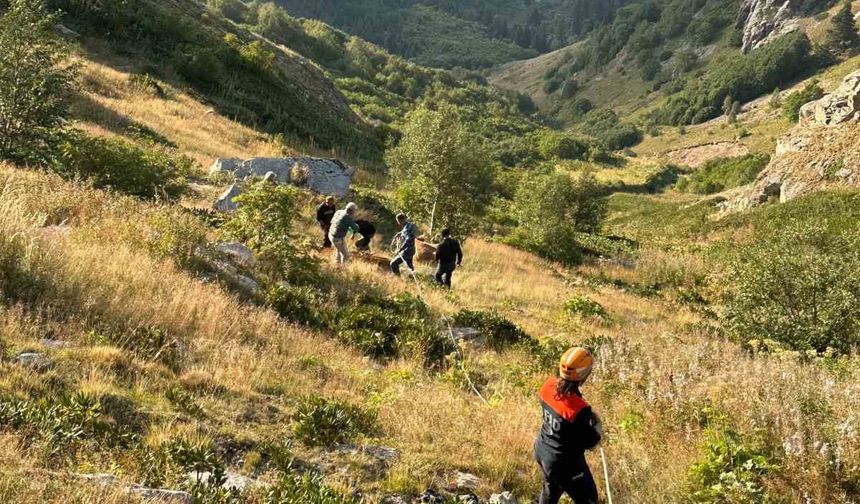 Yamaçtan Düşerek Mahsur Kalan İnek AFAD Ekiplerince Kurtarıldı