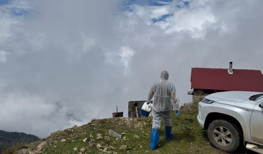 Artvin’de Şap Hastalığına Karşı Yoğun Mücadele