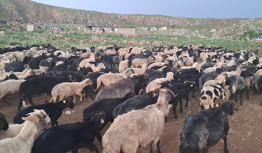 Üreticiler Şap Hastalığı ve Borçla Mücadele Ediyor