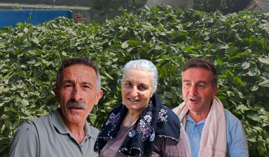 Çay Üreticileri İsyan Etti