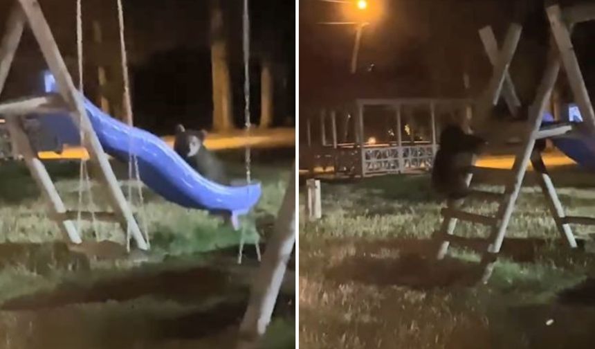 Artvin’de Yavru Ayıların Kaydırak Merakı