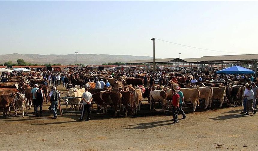 Şap hastalığı nedeniyle kapatılan hayvan pazarlarının açılmasına devam ediliyor
