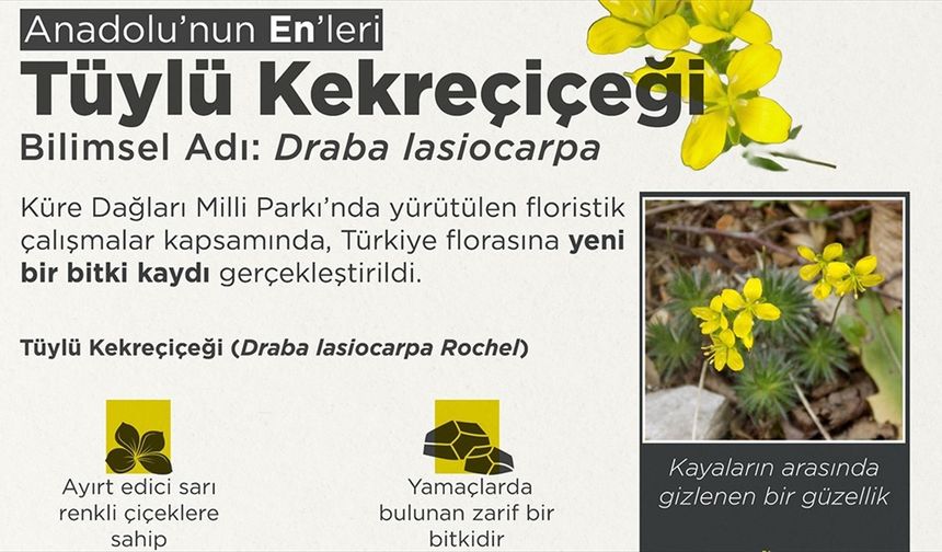 'Tüylü Kekreçiçeği' yeni tür olarak bitki florasına eklendi