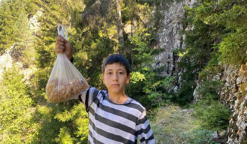 Artvinli Minik Eymen Hafta Sonları Çam Sakızı Toplayarak Kilosunu 5 Bin Liraya Satıyor