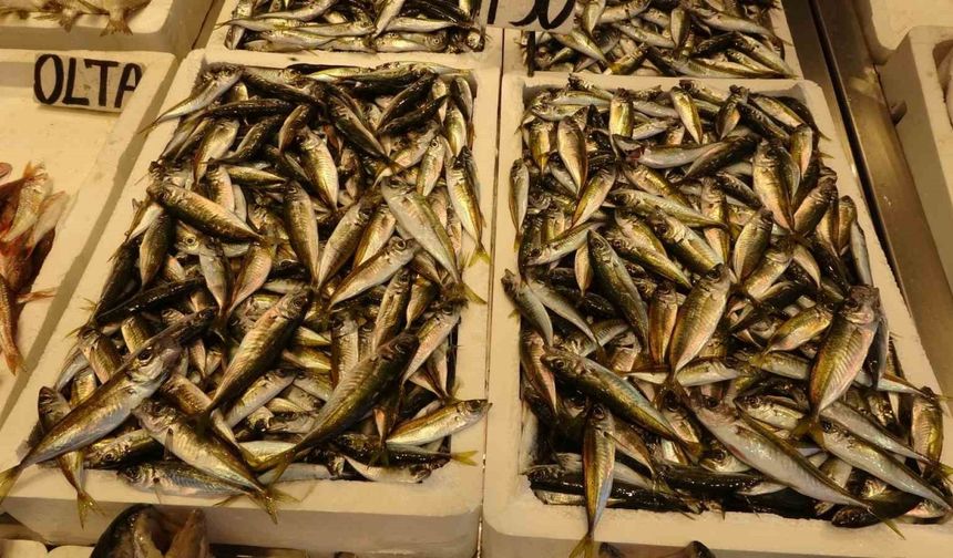 Balıkçılar sezona istavritle başladı, palamut avı beklentileri karşılamadı