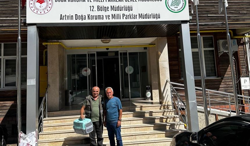Aret Yaylası’nda Yaralı Şahin Kurtarıldı