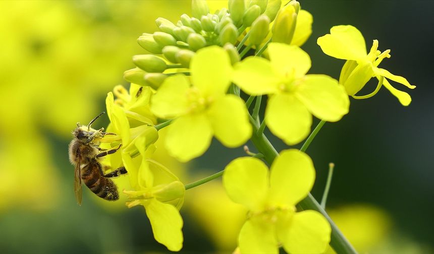 Biyoçeşitlilik ve habitatın korunması için geliştirilen projelere destek verilecek