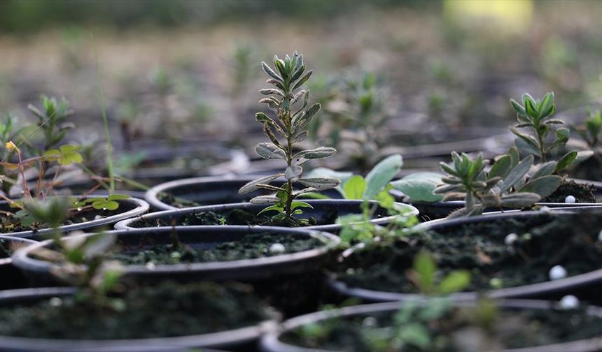 Trabzon'da doku kültürü laboratuvarında yılda yaklaşık 200 bin fidan üretiliyor