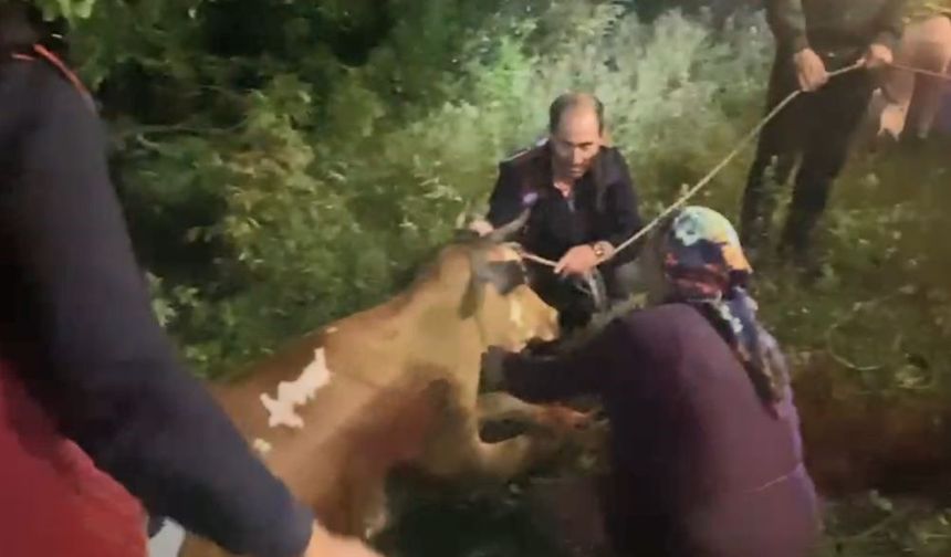 Artvin’de Uçuruma Düşen İnek İtfaiye Ekiplerinin Zorlu Operasyonuyla Kurtarıldı