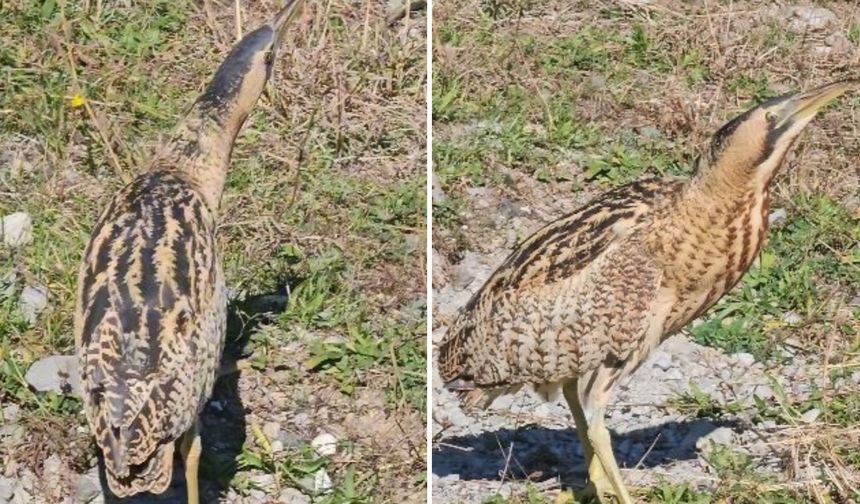 Nesli Tükenmekte Olan Güney Amerika Balabanı Artvin’de Görüldü