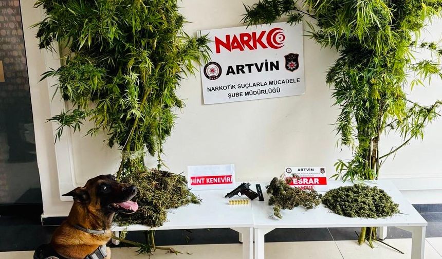 Borçka’da Kenevir Operasyonu: 5 Şüpheliye Tahkikat