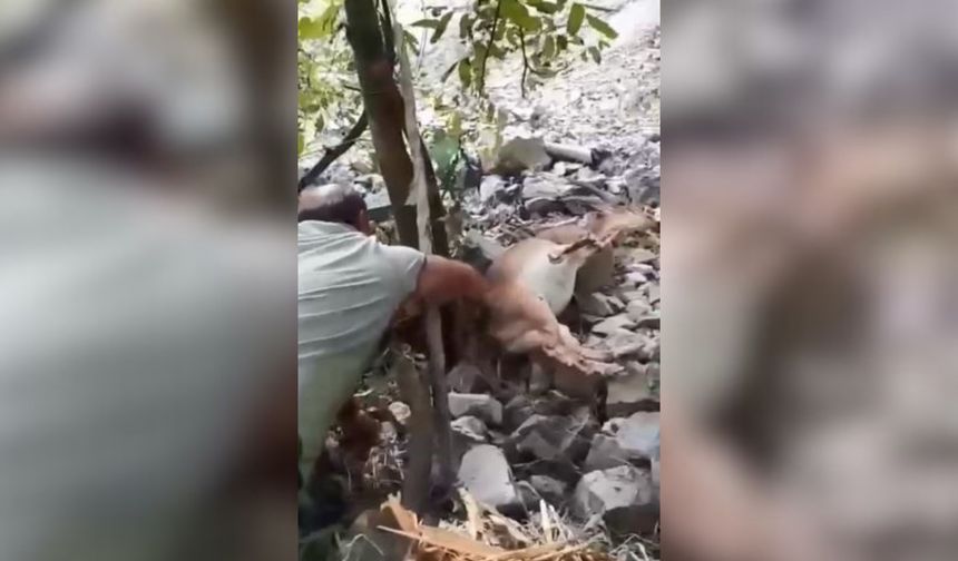 Bahçede Uyuyakalan Yaban Keçisini "Kalk Kızım" Diyerek Uyandırdı
