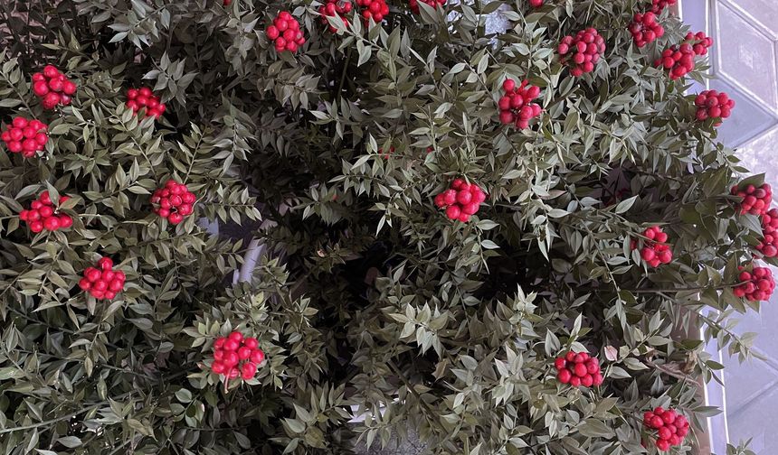 Yeni Yılın Gözdesi “Kokina Çiçeği”