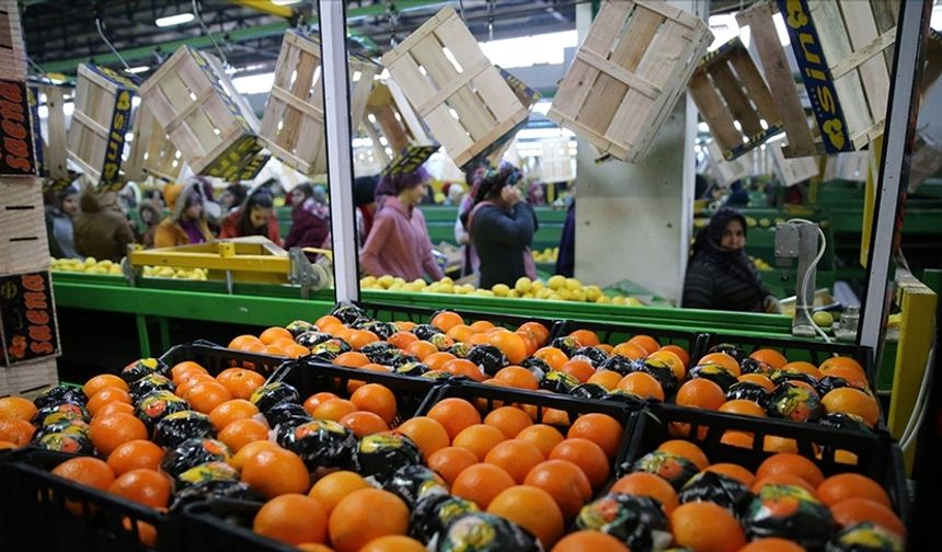 Tarım sektöründen 2025'te tüm zamanların en yüksek yıllık ihracatı