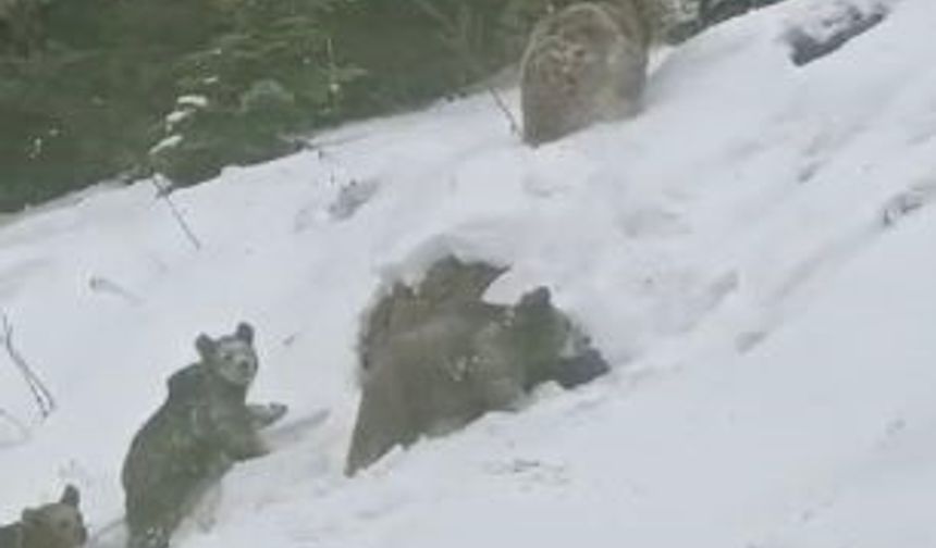 Artvin'de Kış Uykusuna Yatmayan 4 Boz Ayı Kamerada