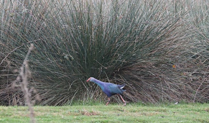 Kızılırmak Deltası zengin biyoçeşitliliği ile farklı türlere ev sahipliği yapıyor